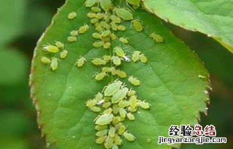 枸杞蚜虫防治技术 枸杞蚜虫防治技术研究