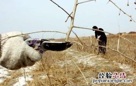 枸杞春季修剪技术 枸杞春季修剪技术要点