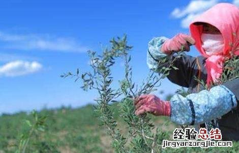 枸杞春季修剪技术 枸杞春季修剪技术要点