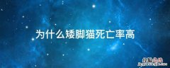 矮脚猫突然死亡 为什么矮脚猫死亡率高