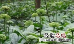 三七花的营养价值 三七花的营养价值及功效