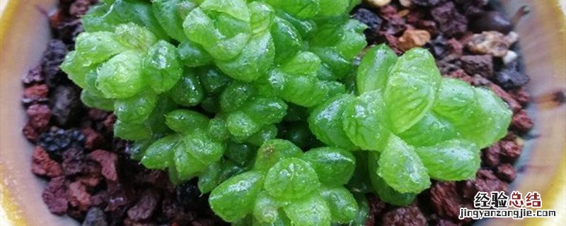 草玉露种植方法和时间 玉露的种植方法