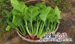 西红柿菠菜鸡蛋汤怎么做 菠菜鸡蛋汤怎么做