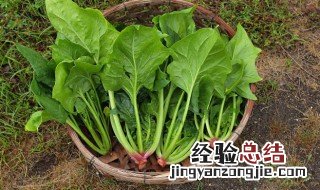 西红柿菠菜鸡蛋汤怎么做 菠菜鸡蛋汤怎么做