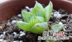 玉露的作用与功效 玉露的作用与功效禁忌
