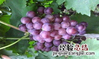 嘉宝果和葡萄有啥区别呢 嘉宝果和葡萄有啥区别