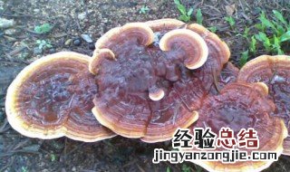 野生灵芝泡水喝的功效与作用 野生灵芝泡水喝的功效与作用介绍