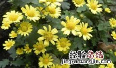 野菊花的禁忌人群 什么人不能吃野菊花