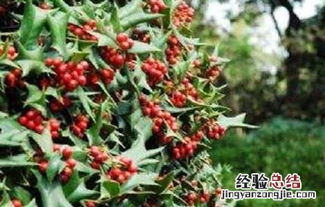 枸骨繁殖方法 枸骨的繁殖方法