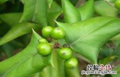 枸骨繁殖方法 枸骨的繁殖方法