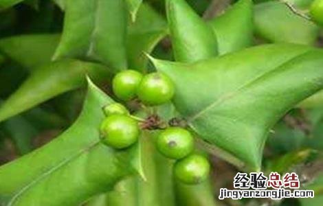 枸骨繁殖方法 枸骨的繁殖方法