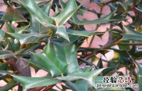 枸骨繁殖方法 枸骨的繁殖方法