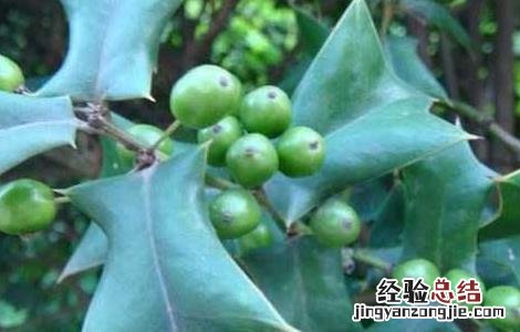 枸骨繁殖方法 枸骨的繁殖方法