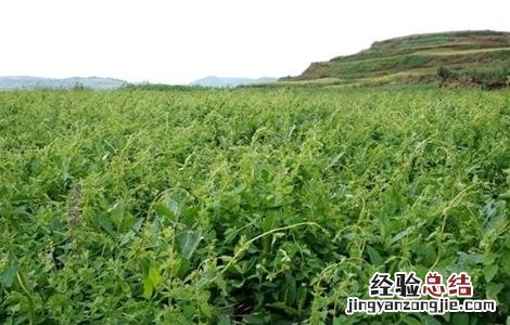 党参的田间管理 党参田间管理技术要点