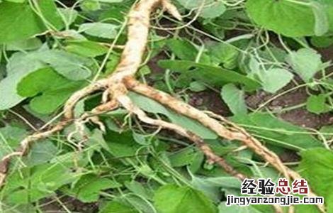 党参的田间管理 党参田间管理技术要点