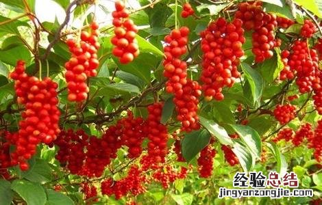 五味子的田间管理要点 五味子的田间管理要点是什么