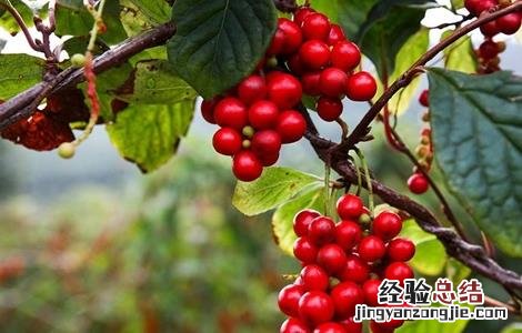 五味子的田间管理要点 五味子的田间管理要点是什么