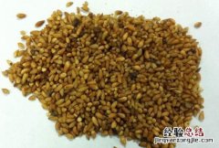 柏子仁 柏子仁的功效与作用及禁忌