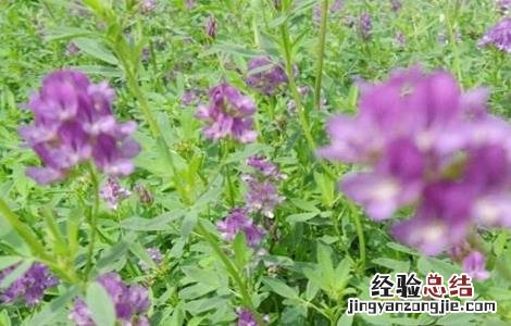 苜蓿栽培技术要点 苜蓿种植管理技术要点