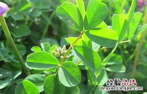 苜蓿栽培技术要点 苜蓿种植管理技术要点