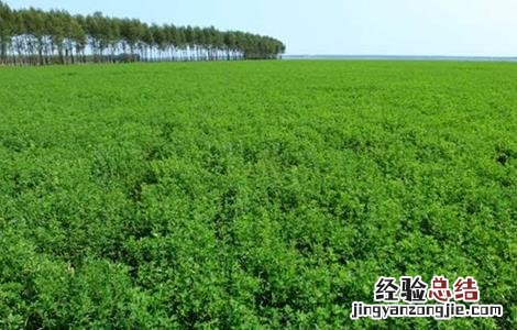 苜蓿栽培技术要点 苜蓿种植管理技术要点