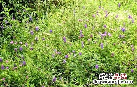 苜蓿栽培技术要点 苜蓿种植管理技术要点