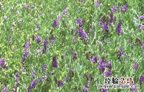 苜蓿栽培技术要点 苜蓿种植管理技术要点