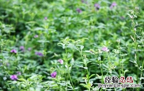 苜蓿栽培技术要点 苜蓿种植管理技术要点