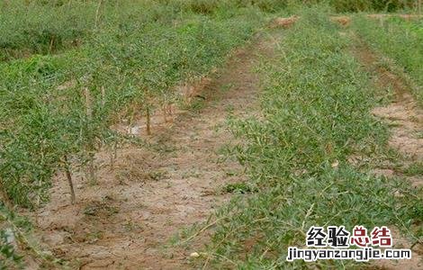 枸杞的播种育苗方法 枸杞种籽育苗方法