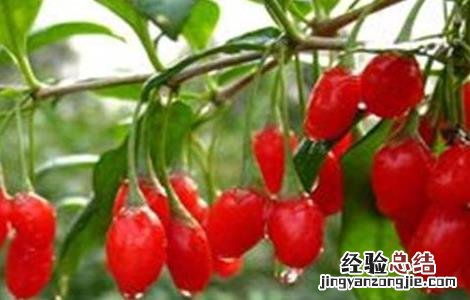 枸杞的播种育苗方法 枸杞种籽育苗方法