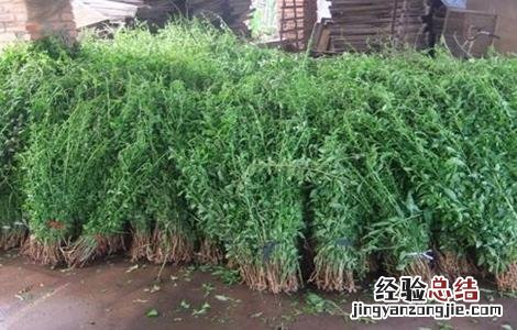 枸杞的播种育苗方法 枸杞种籽育苗方法