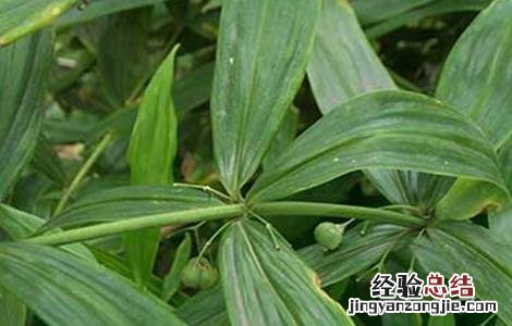 黄精种植需要注意哪些问题视频 黄精种植需要注意哪些问题