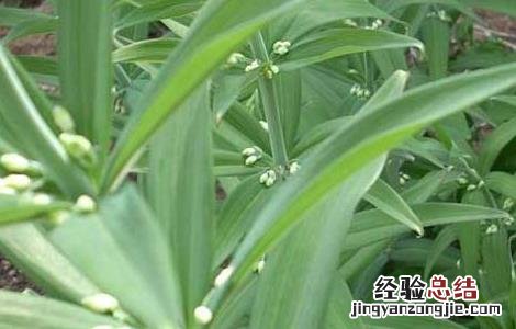 黄精种植需要注意哪些问题视频 黄精种植需要注意哪些问题