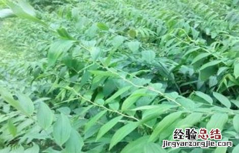黄精种植需要注意哪些问题视频 黄精种植需要注意哪些问题