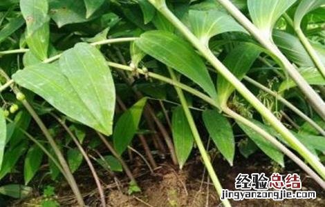 黄精种植需要注意哪些问题视频 黄精种植需要注意哪些问题