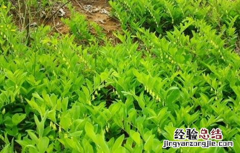 黄精种植需要注意哪些问题视频 黄精种植需要注意哪些问题
