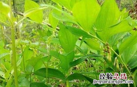 黄精种植需要注意哪些问题视频 黄精种植需要注意哪些问题