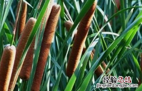 蒲黄如何栽种好