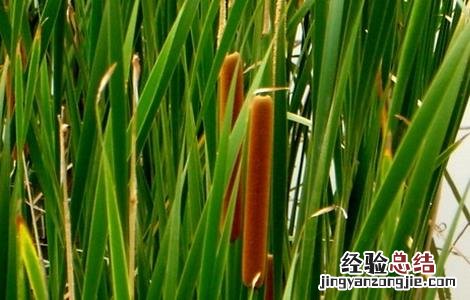 蒲黄如何栽种好