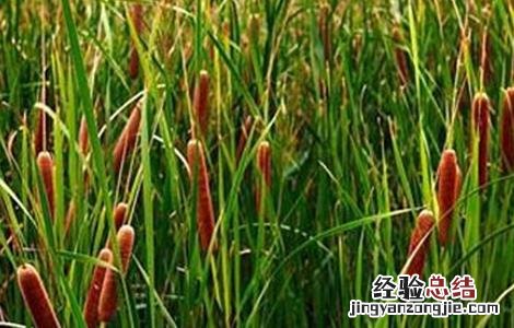 蒲黄如何栽种好