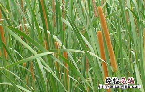 蒲黄如何栽种好
