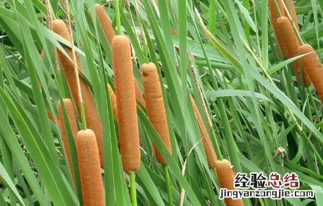 蒲黄如何栽种好