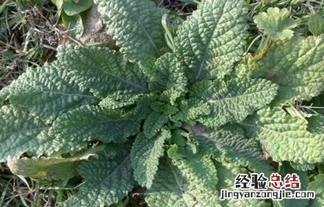癞蛤蟆草该怎么种植