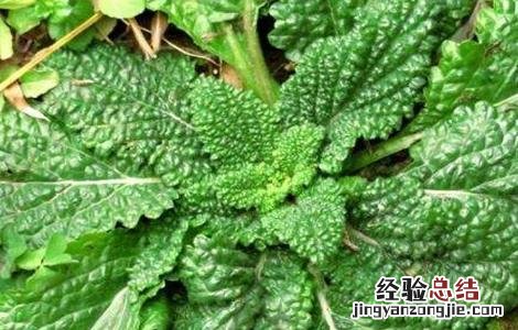 癞蛤蟆草该怎么种植