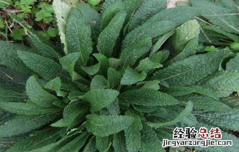 癞蛤蟆草该怎么种植