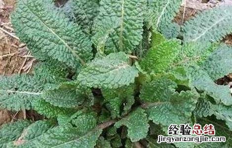 癞蛤蟆草该怎么种植