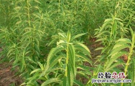 地参种植前景 地参如何种植