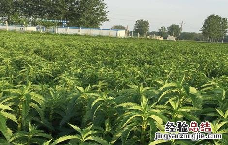 地参种植前景 地参如何种植
