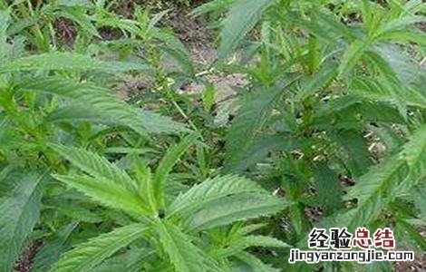 地参种植前景 地参如何种植