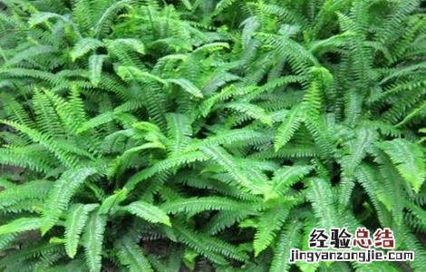 肾蕨该怎么种植 肾蕨该怎么种植图片
